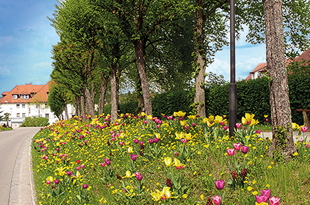 Blumen am Wegesrand Blumen am Wegesrand